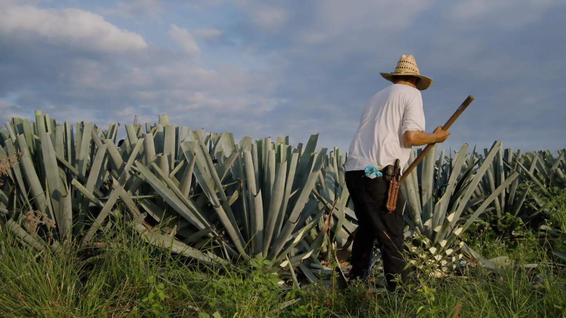 Cortesía agave (4)